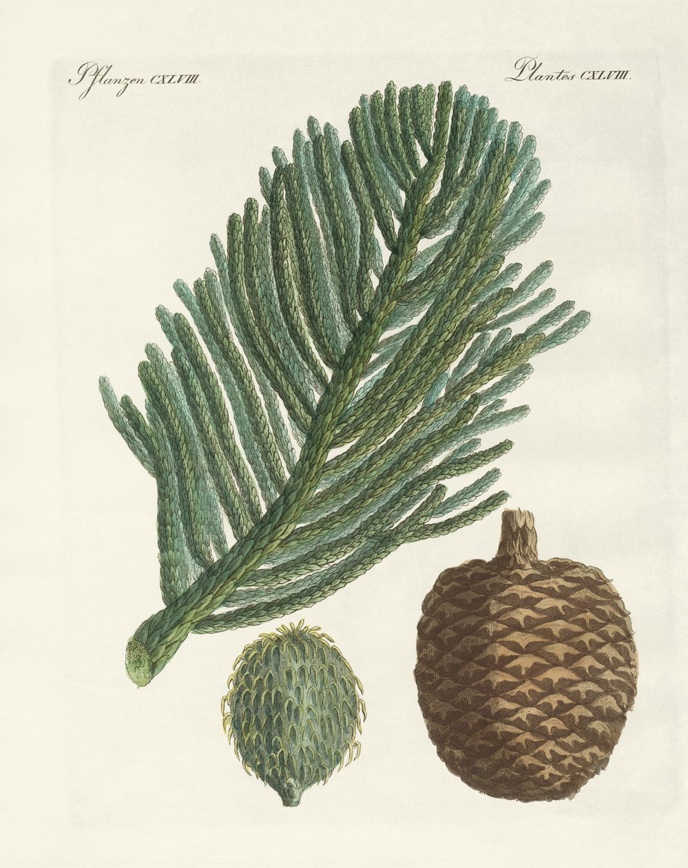 Norfolk Island Pine (gravura colorida) de German School