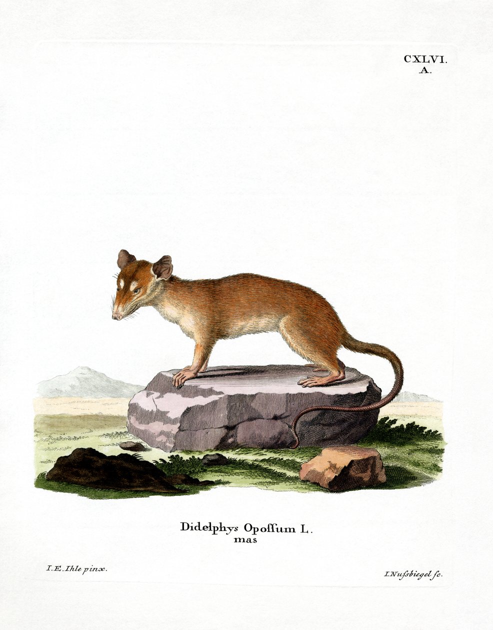 Opossum norte-americano (gravura colorida) de German School