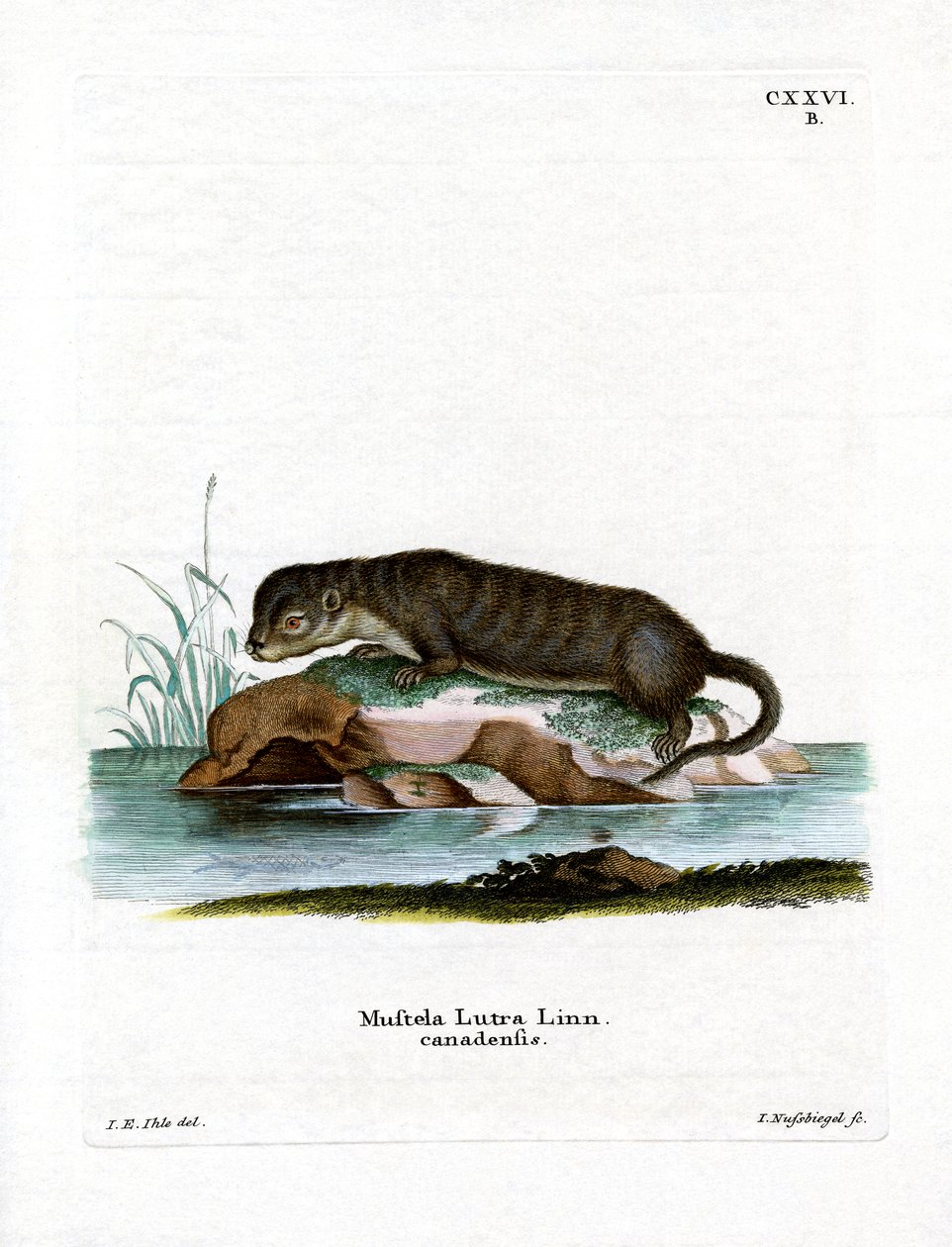 Lontra norte-americana (gravura colorida) de German School