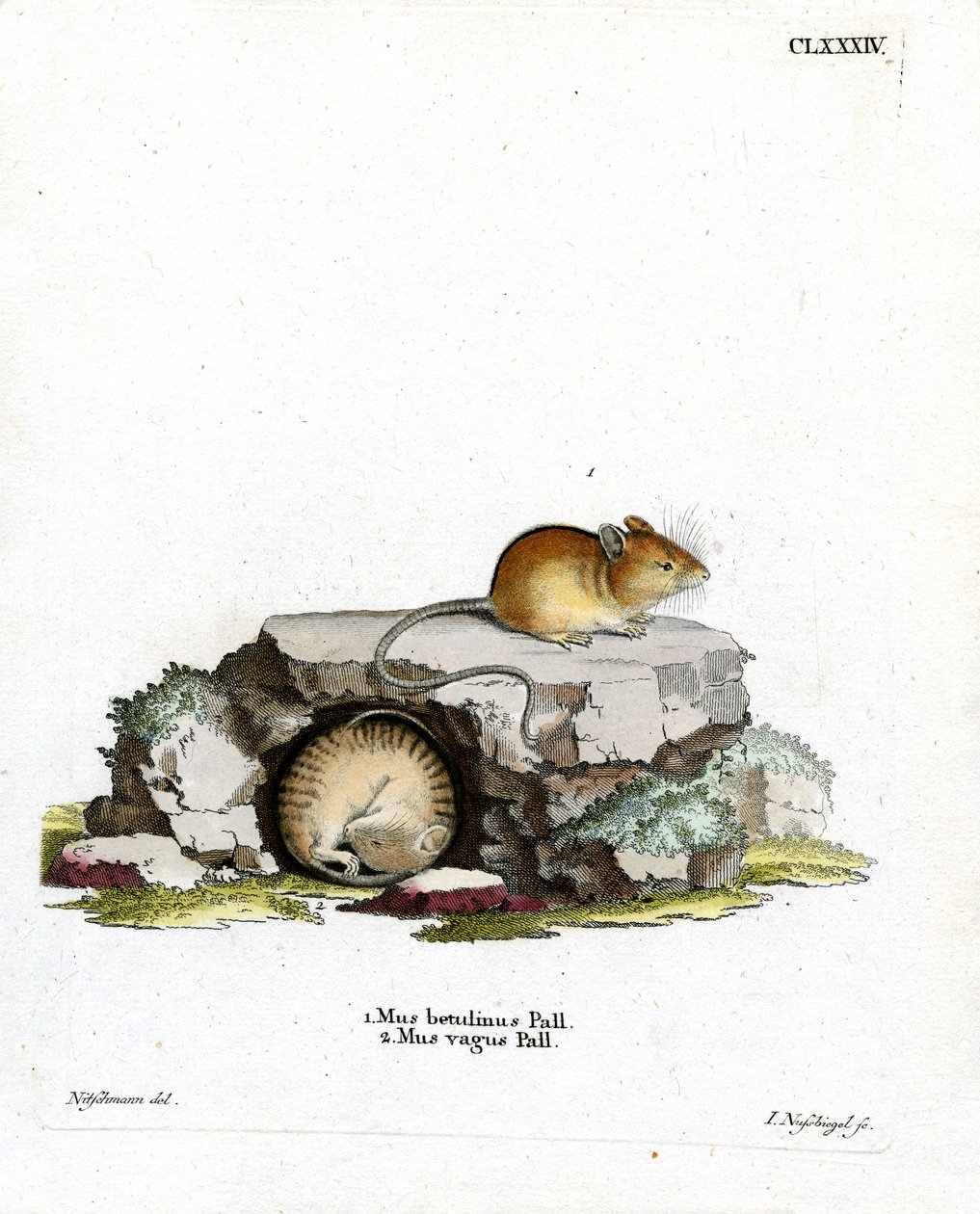 Northern Birch Mouse (gravura colorida) de German School