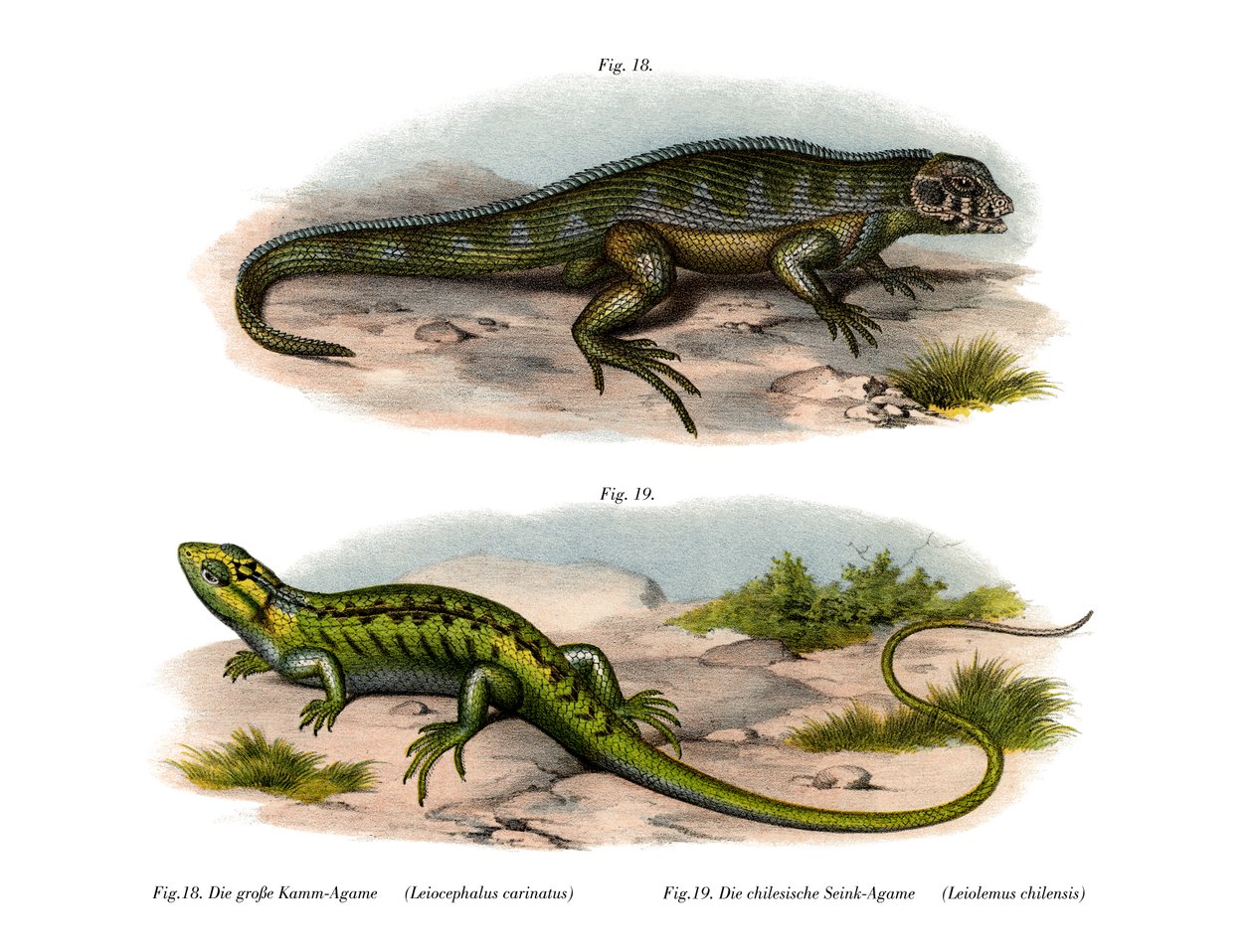 Lagarto de cauda encaracolada do Norte (cor litho) de German School