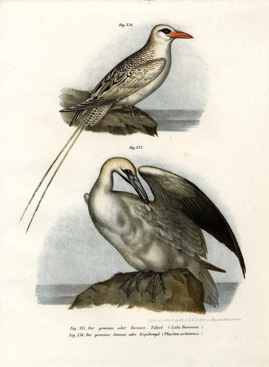 Ganso-patola do norte, 1864 de German School
