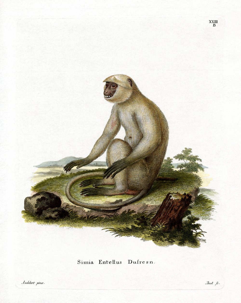 Northern Plains Gray Langur (gravura colorida) de German School