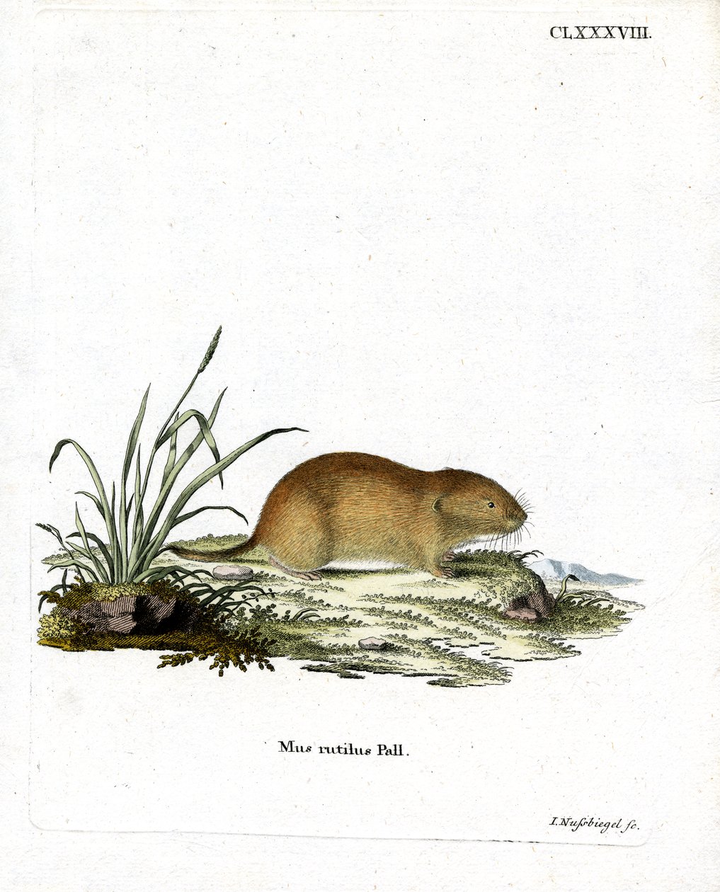Northern Red-Backed Vole (gravação a cores) de German School