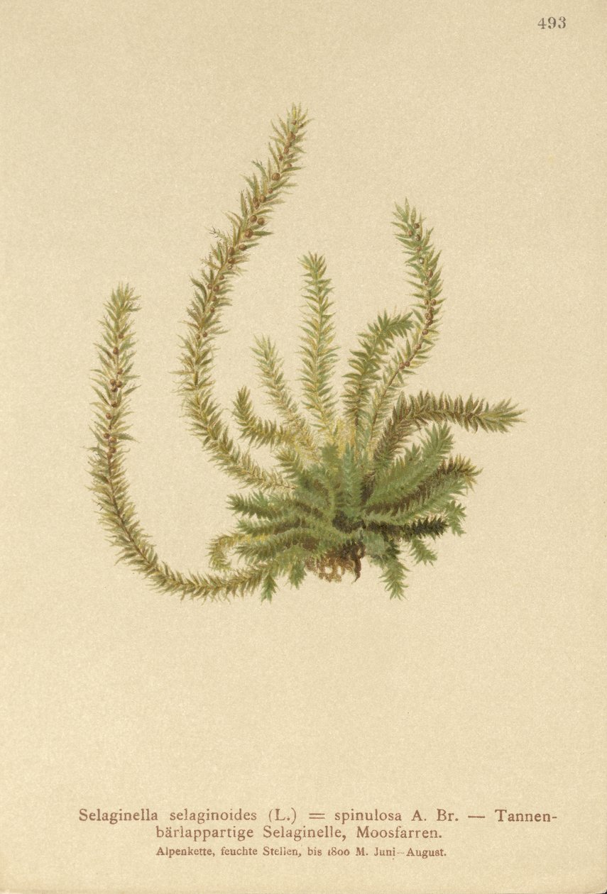 Espinheiros-do-norte (Selaginella selaginoides, Selaginella spinulosa, Lycopodium selaginoides, Bernhardia spinosa) de German School