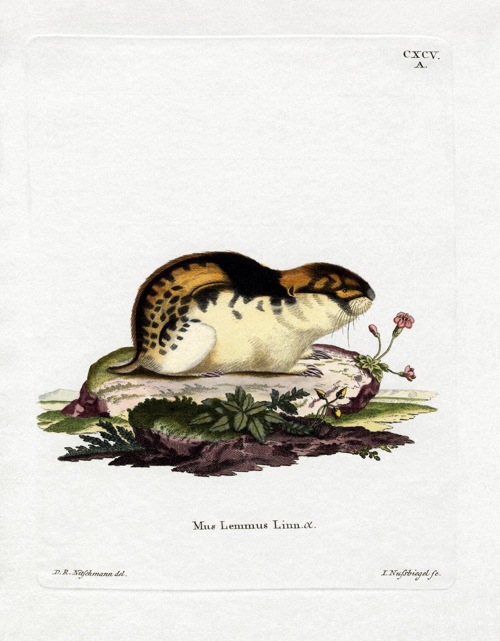 Norway Lemming (gravação a cores) de German School