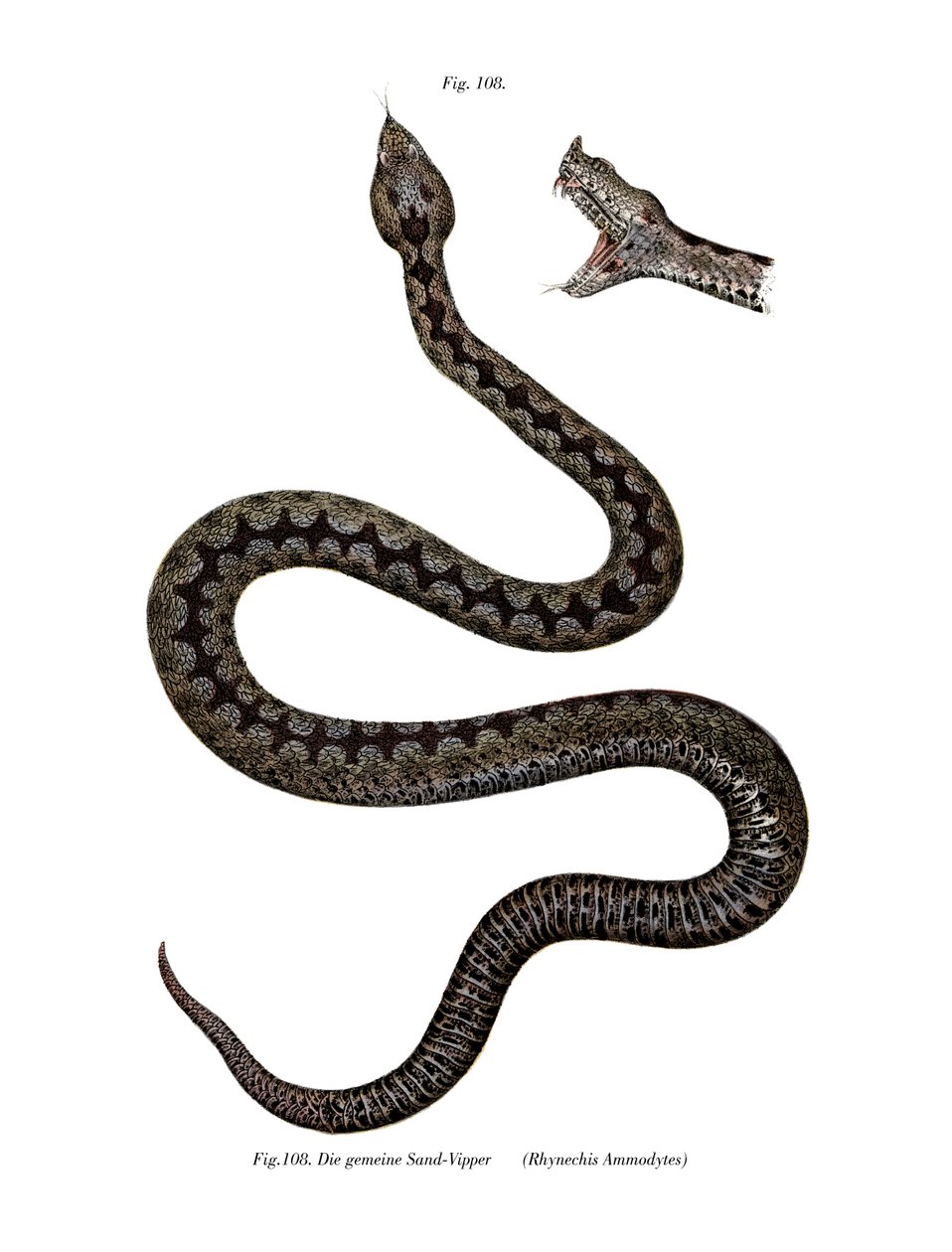 Víbora de cor de nariz (cor litho) de German School