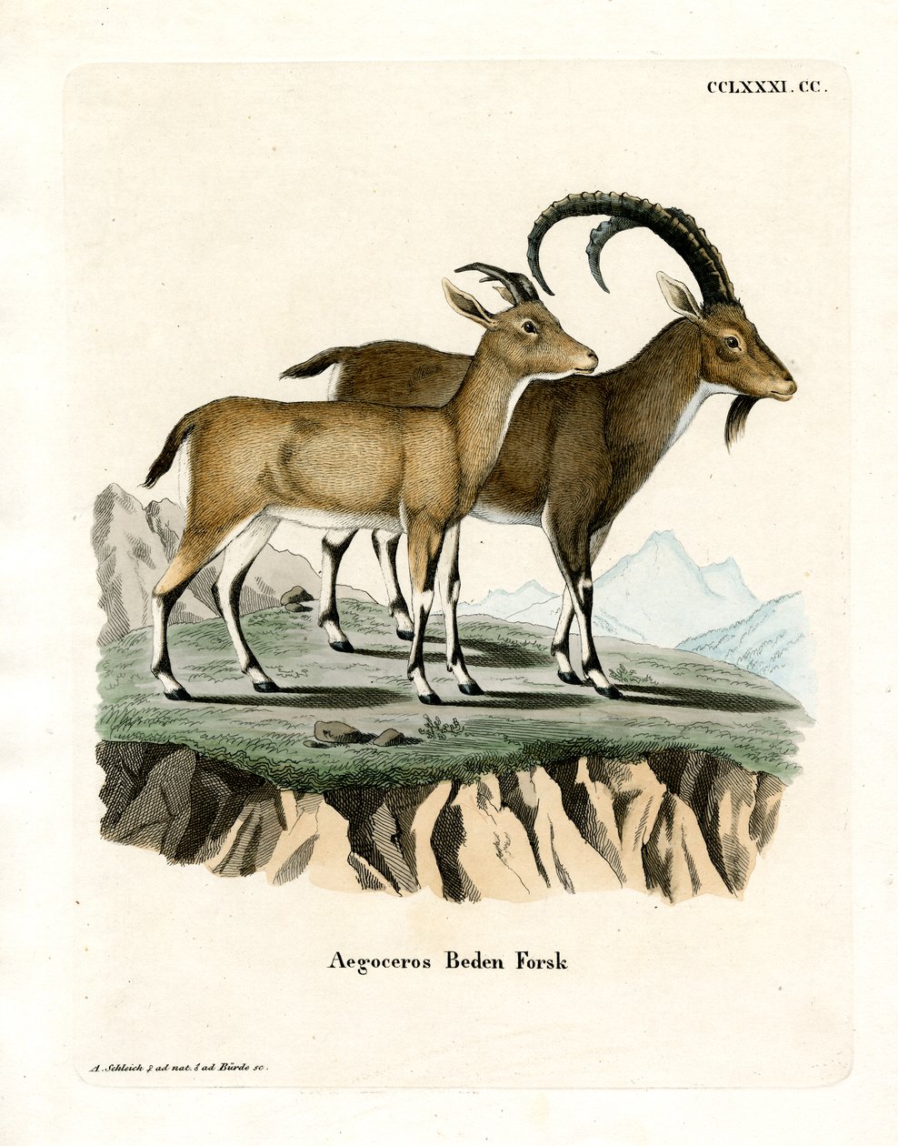 Nubian Ibex (gravura colorida) de German School