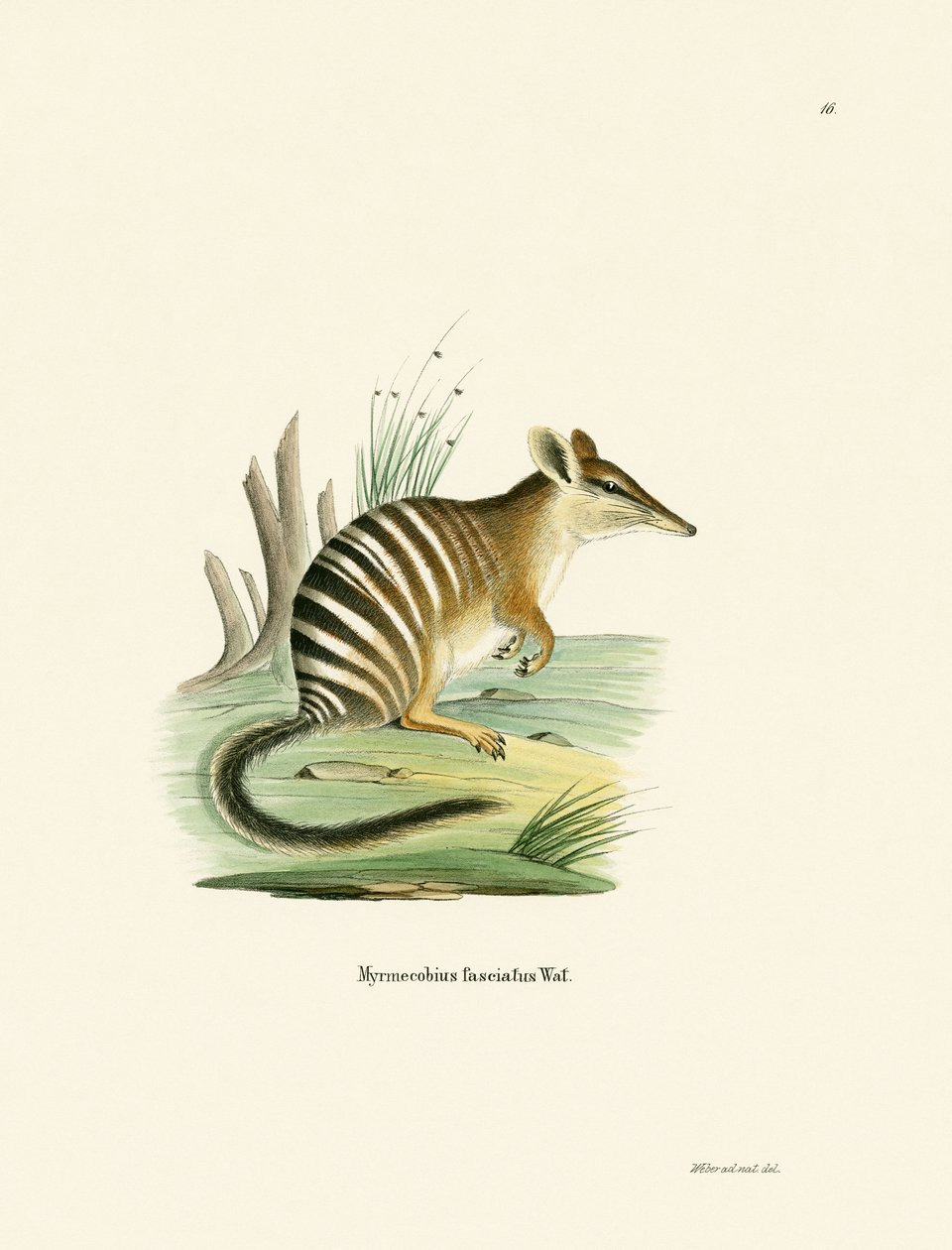Numbat (gravação a cores) de German School