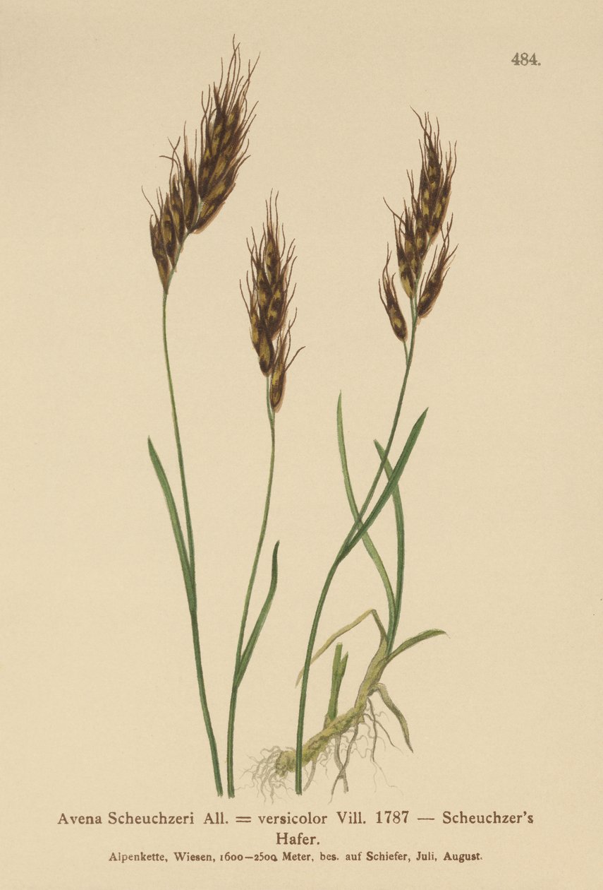 Aveia (Avena Scheuchzeri, Avena versicolor, Avena alpina) de German School