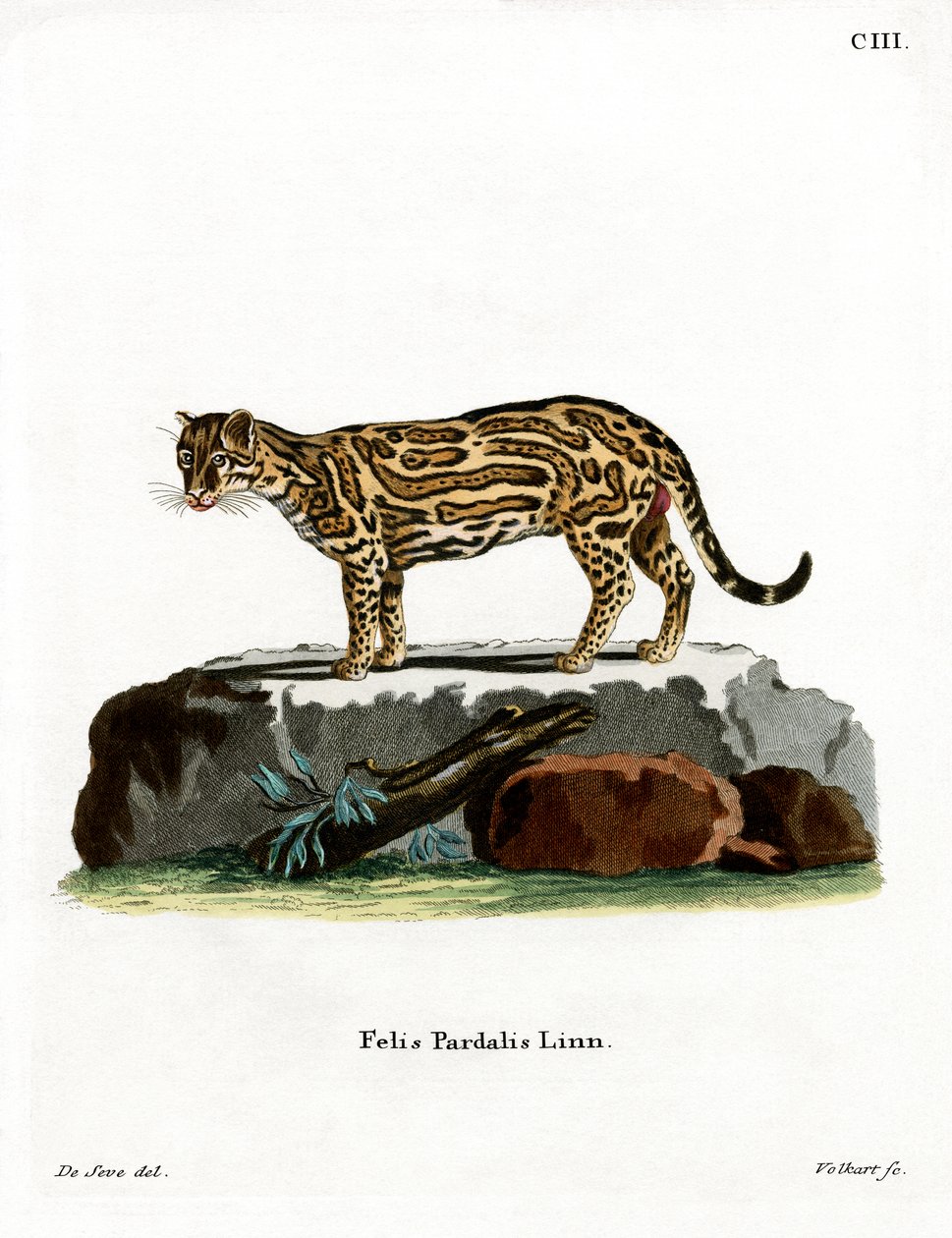 Ocelote (gravação a cores) de German School