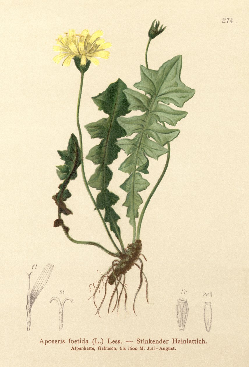 Salada de Porco Odorosa (Aposeris foetida) de German School