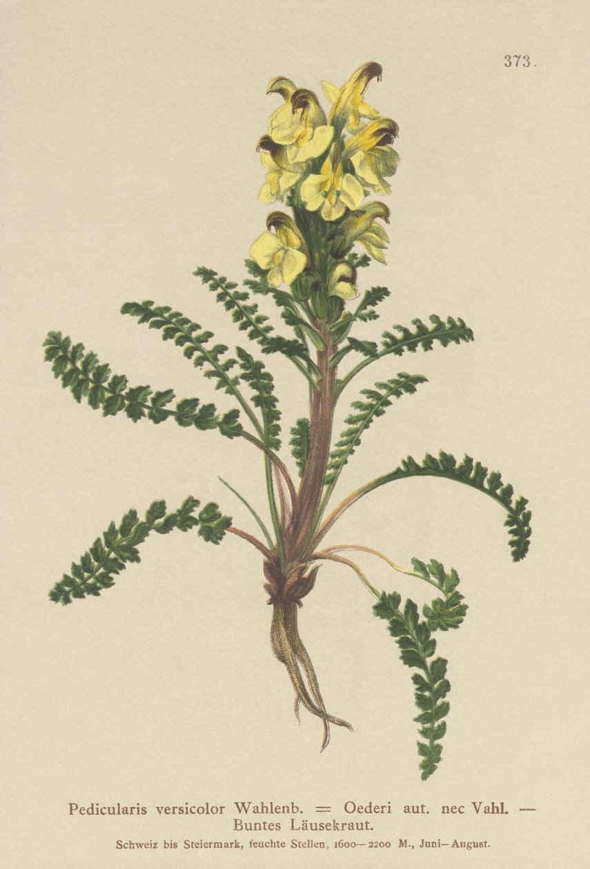 Oeders Lousewort (Pedicularis versicolor, Pedicularis Oederi) de German School