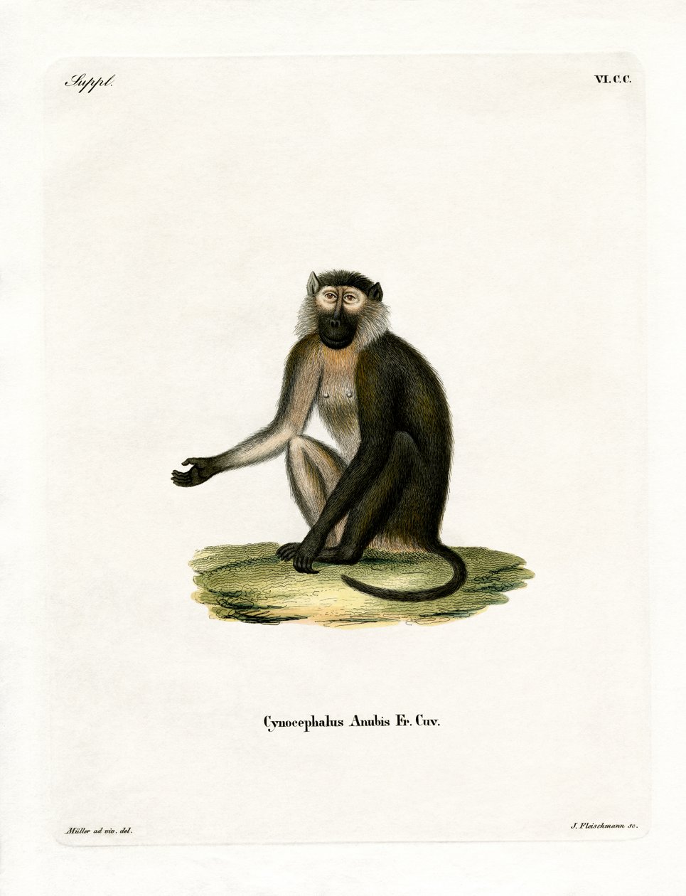 Olive Baboon (gravação a cores) de German School
