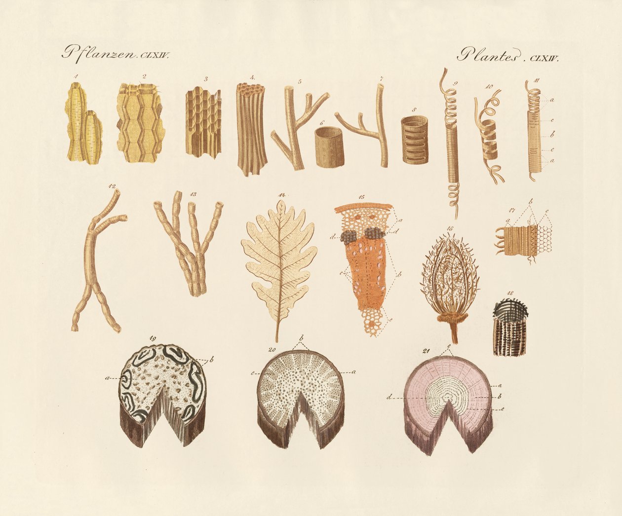 Sobre a estrutura interna das plantas (gravura colorida) de German School