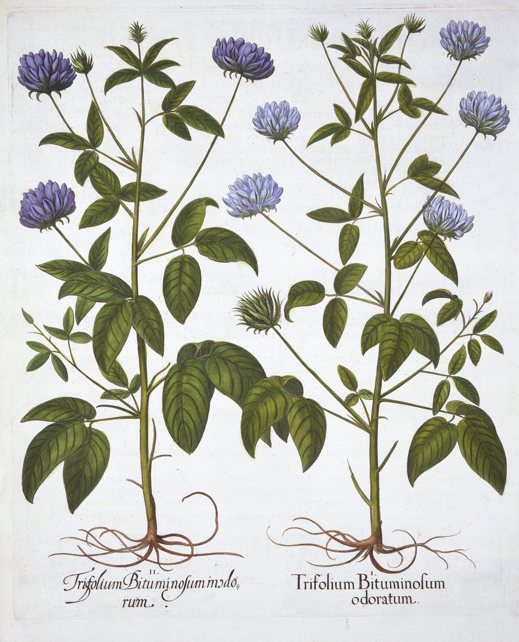 Trevo de uma flor, de Hortus Eystettensis, de Basil Besler (1561-1629), pub. 1613 (gravura colorida à mão) de German School