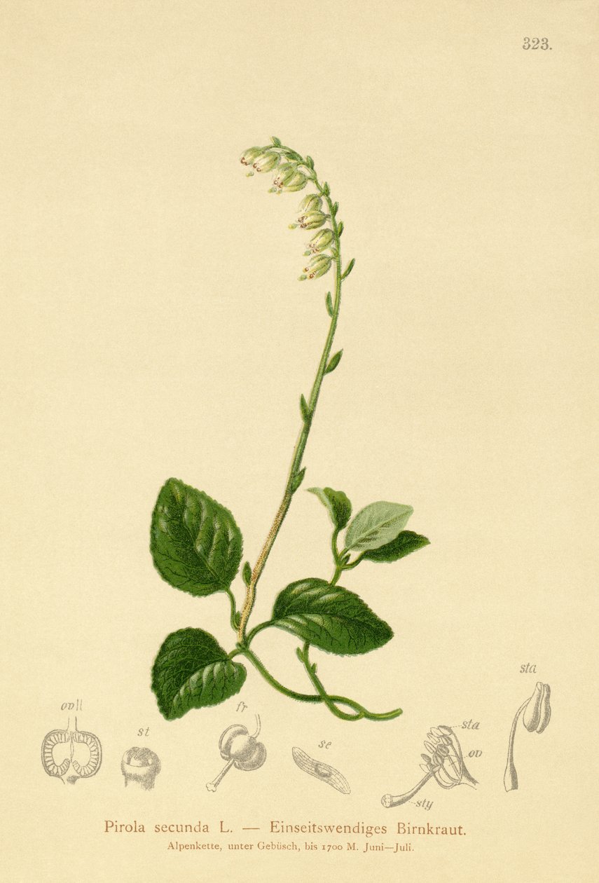 Wintergreen unilateral (Pirola secunda, Pyrola secunda, Orthilia secunda, Ramischia elatior, Ramischia secunda) de German School