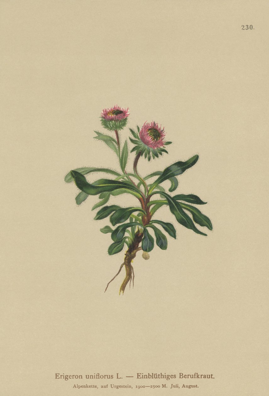 Oneflower Fleabane (Erigeron uniflorus) de German School