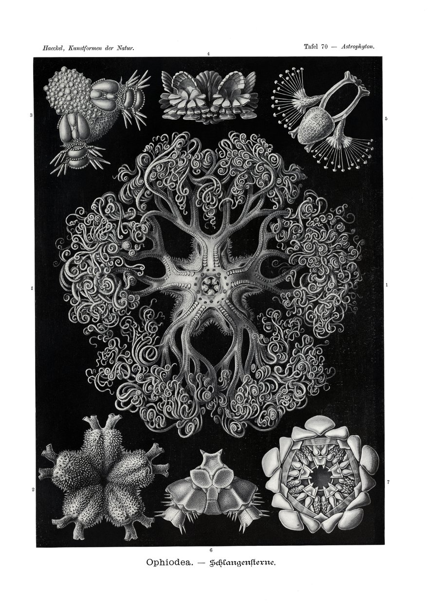 Ophiodea, 1899-1904 de German School