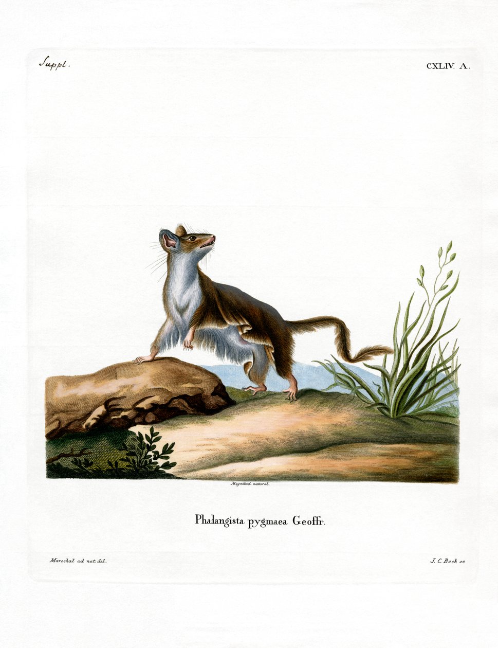 Opossum Mouse (gravação a cores) de German School