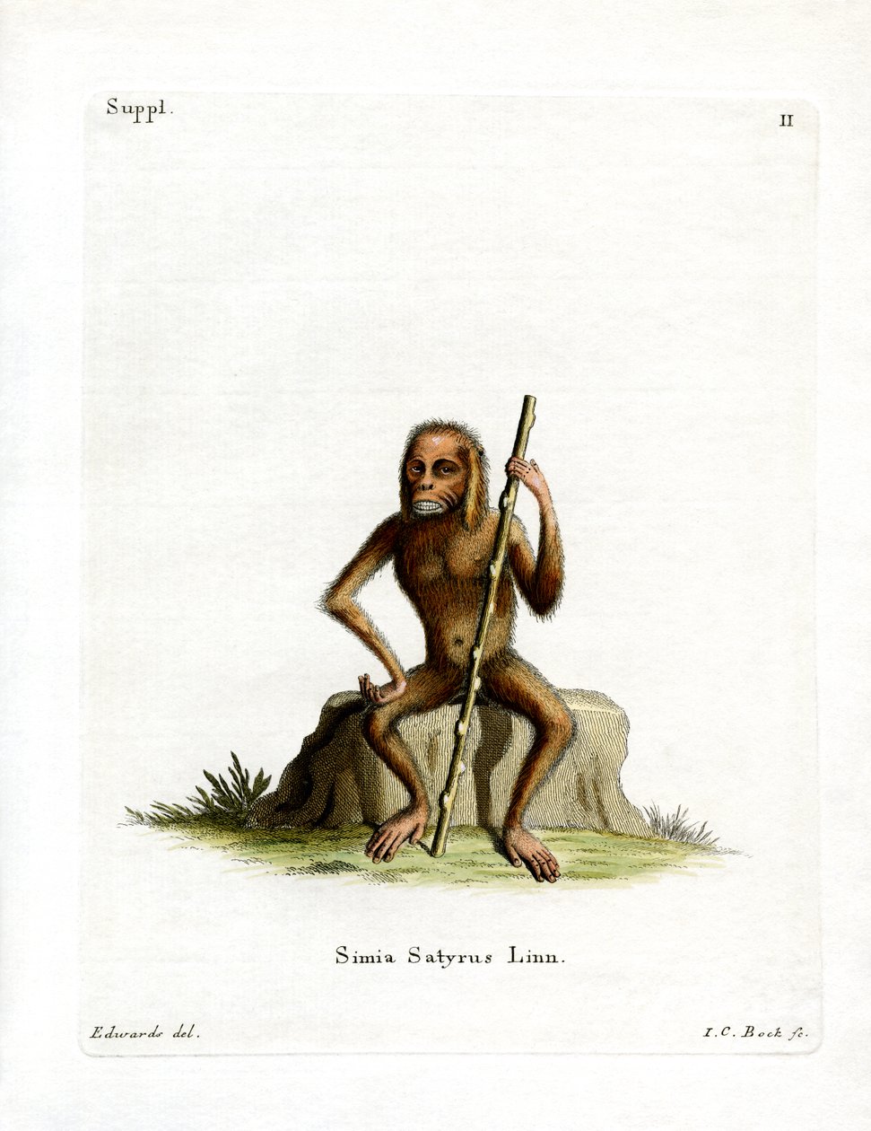 Orang-Outang (gravação a cores) de German School