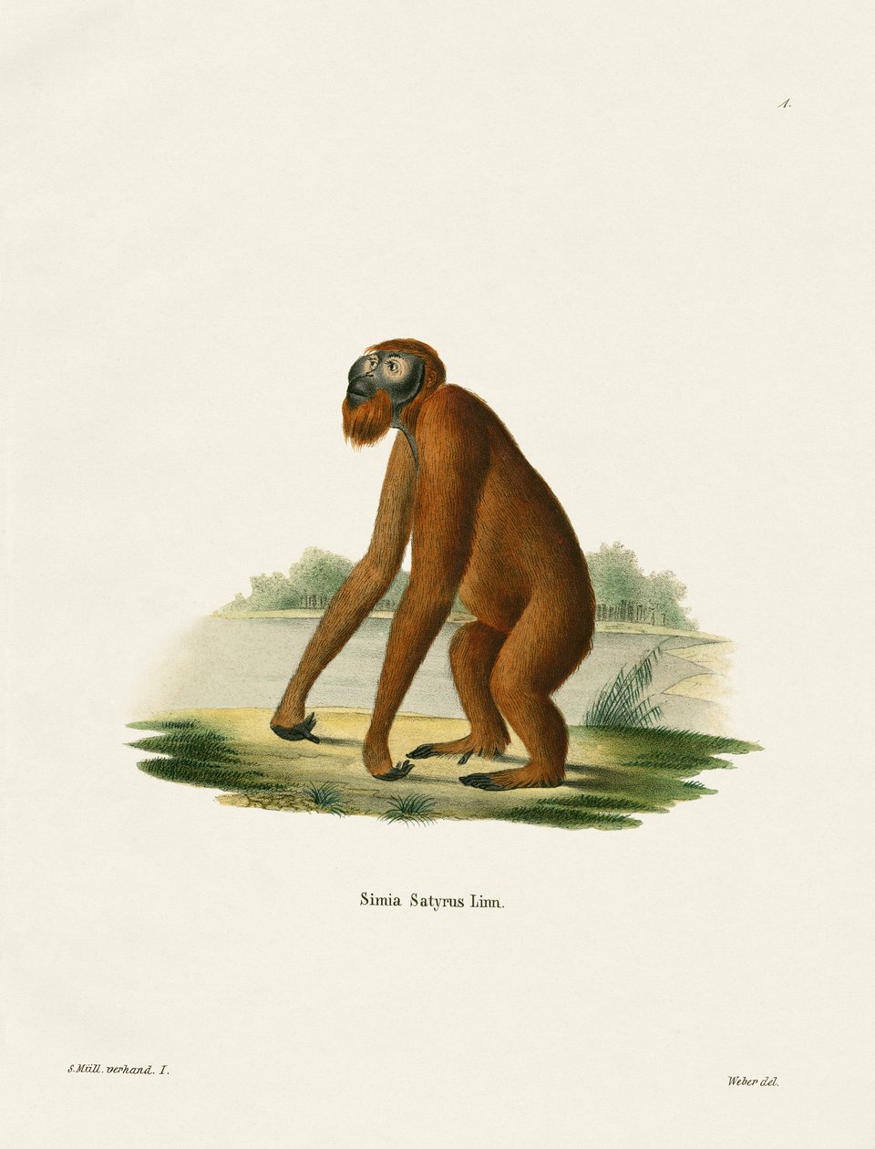 Orang-Outang (gravação a cores) de German School