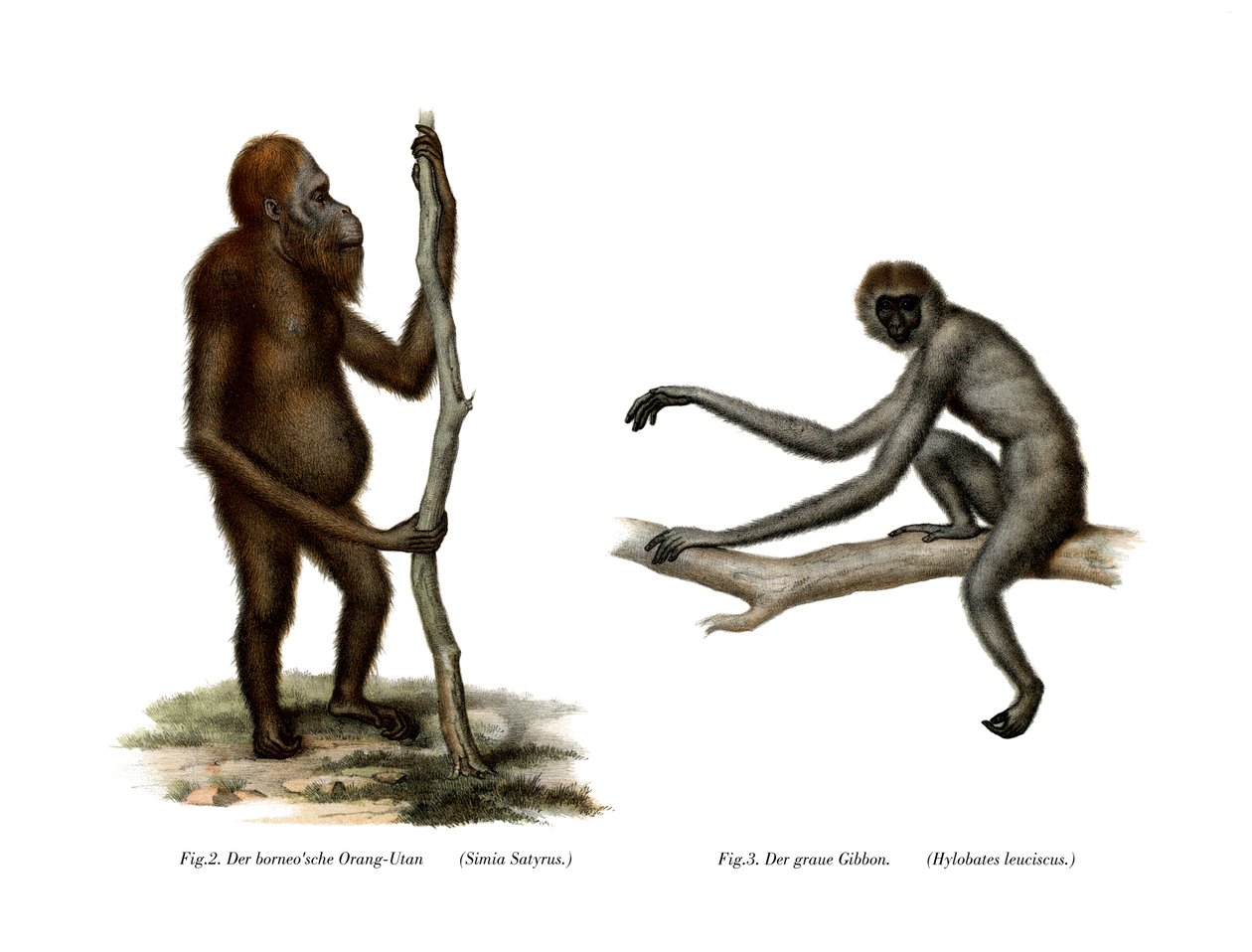 Orang-Outang, 1860 de German School