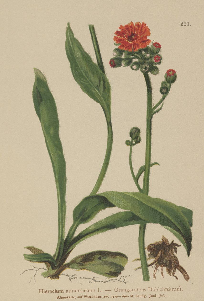 Hawkweed alaranjado (Hieracium aurantiacum, Hieracium brunneocroceum, Pilosella aurantiaca) de German School
