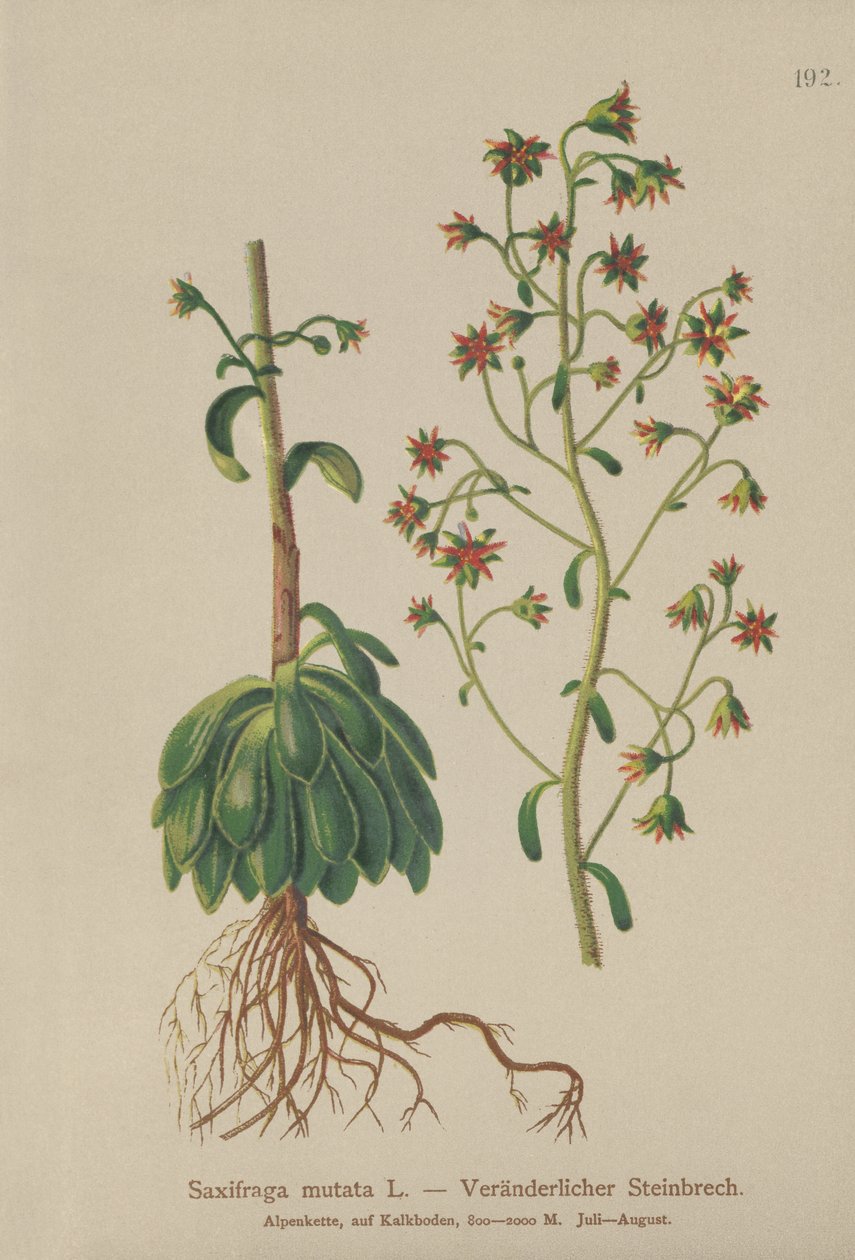 Saxifrage Laranja (Saxifraga mutata) de German School