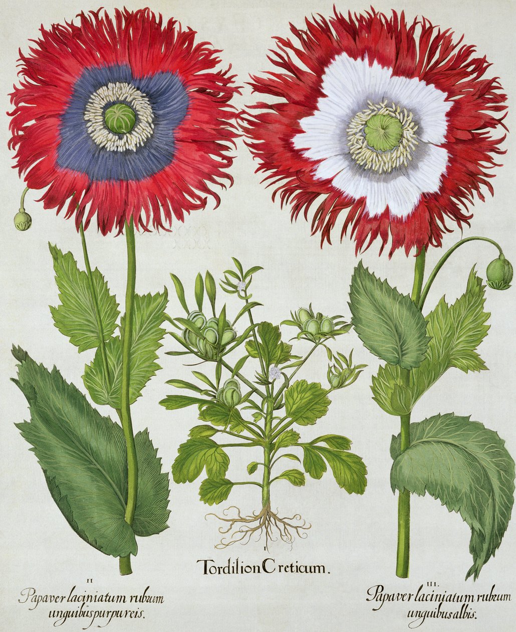 Papoulas Ornamental, do Hortus Eystettensis por Basil Besler (1561-1629), pub. 1613 de German School