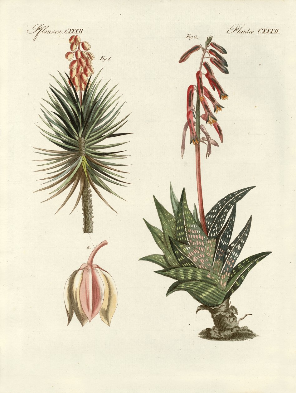 Planta ornamental (gravura colorida) de German School