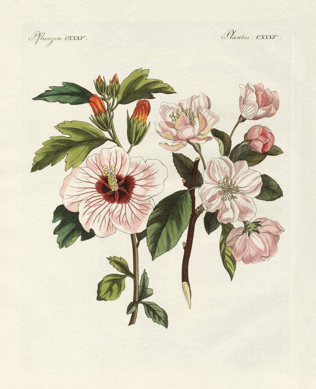 Plantas ornamentais de German School