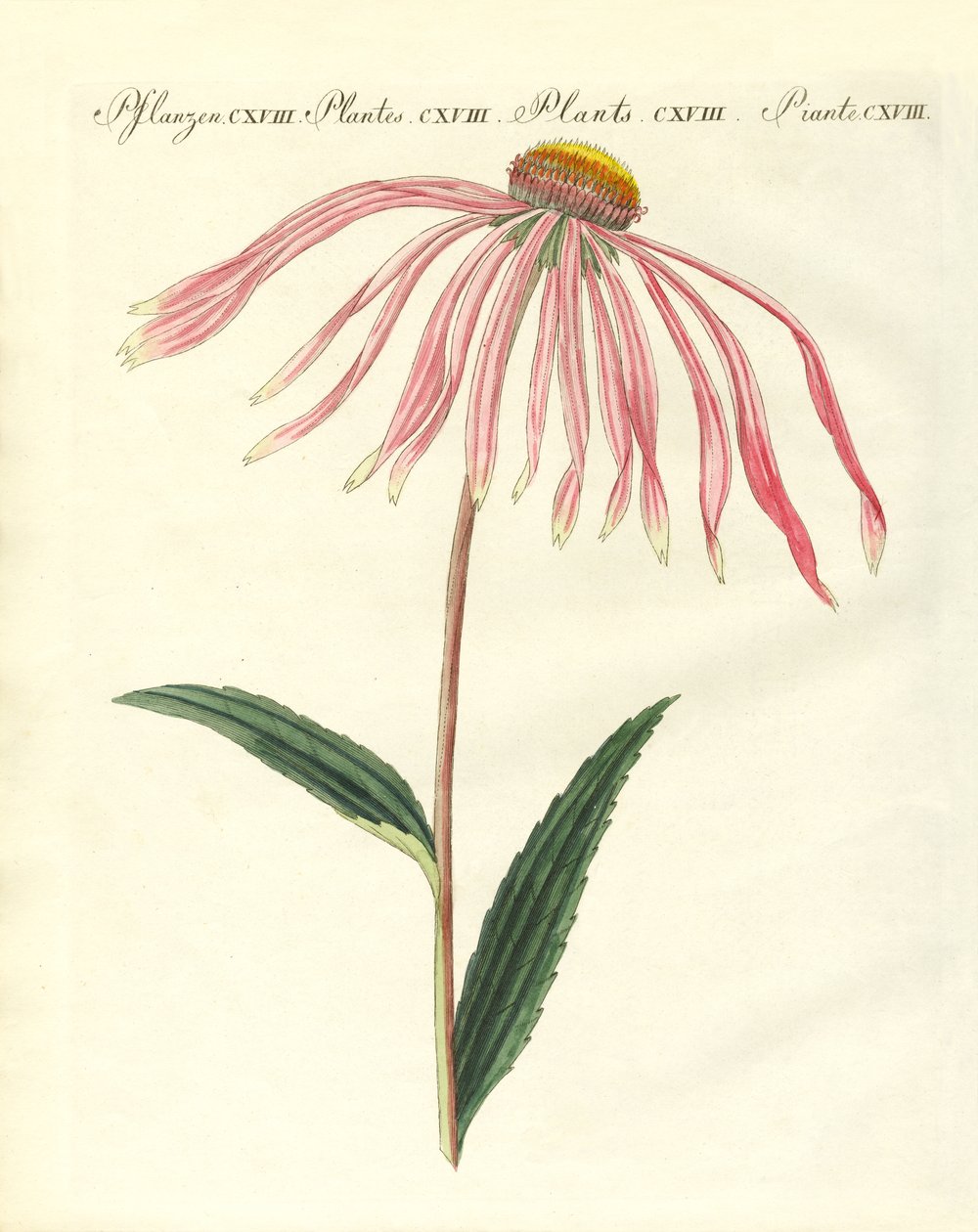 Plantas ornamentais de German School