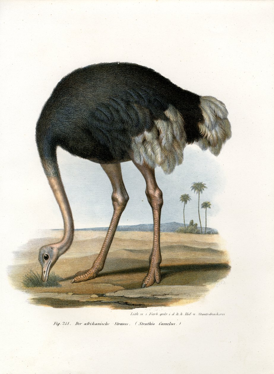 Avestruz, 1864 de German School