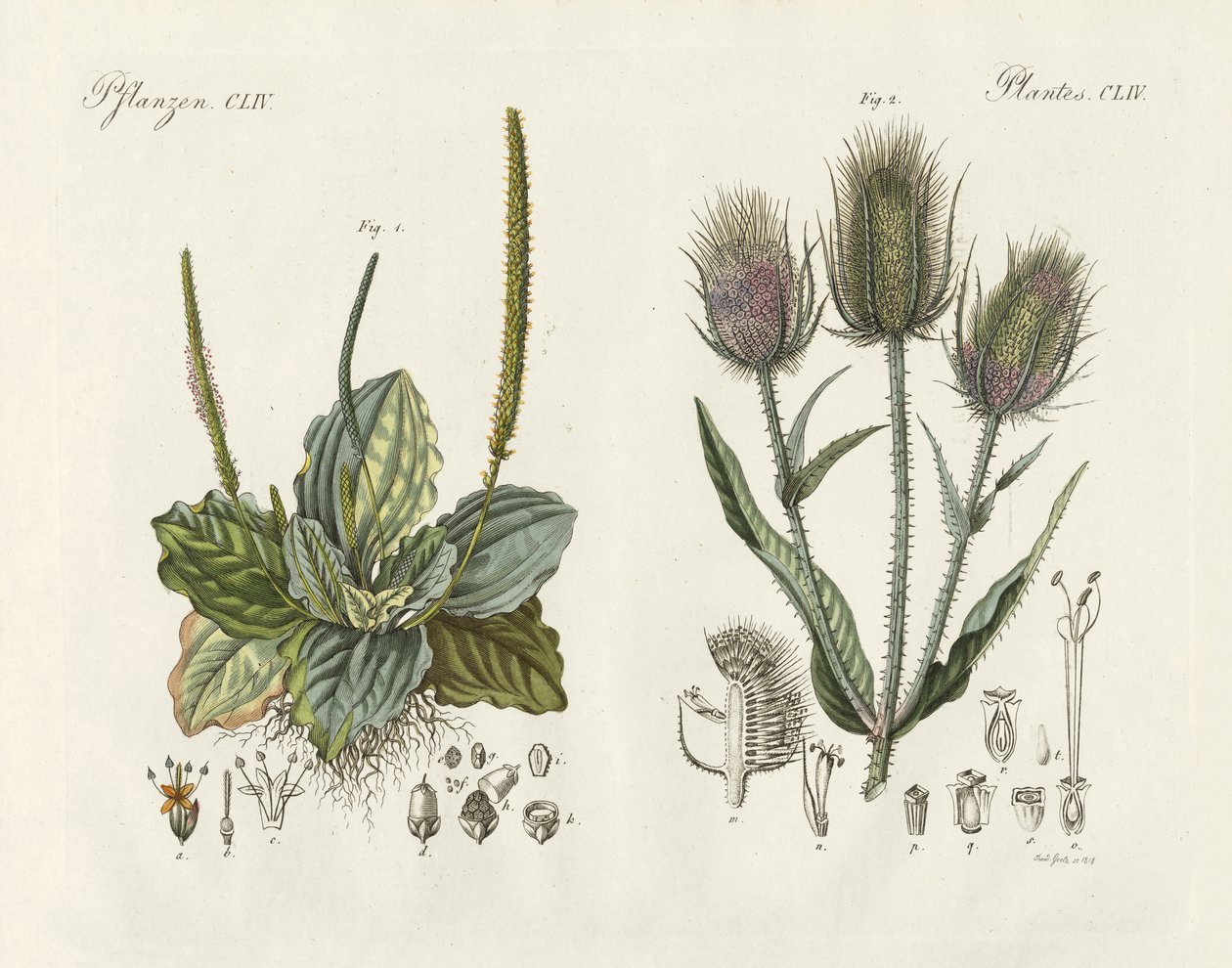 Plantas em destaque (gravura colorida) de German School
