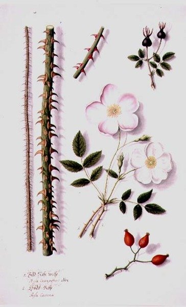 PD.98-1973f.14 Rosa do campo branca (Rosa silvestris alba) e Rosa do cão (Rosa canina) c.1820 (aguarela e guache) de German School