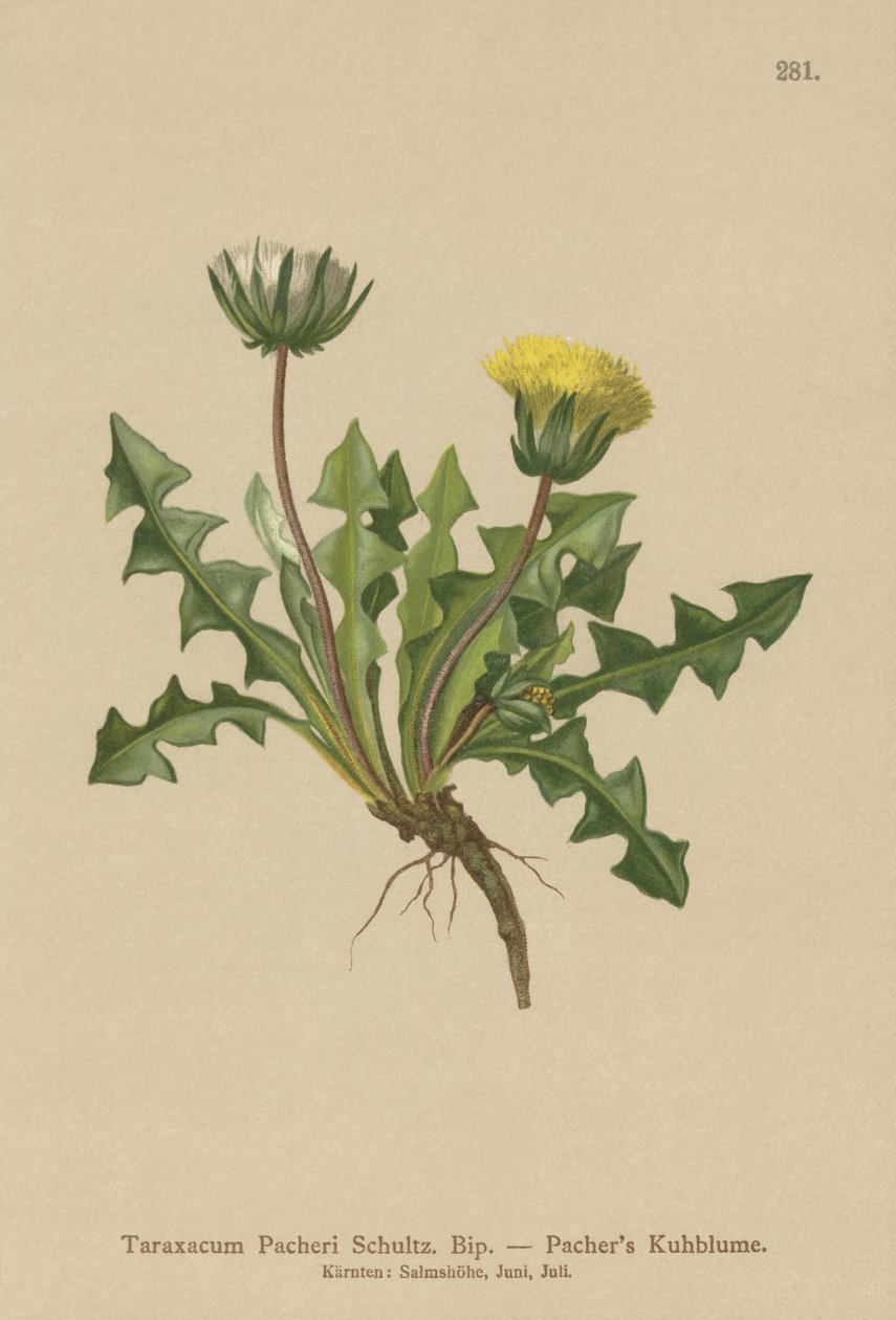 Dente-de-leão Pacheris (Taraxacum Pacheri) de German School