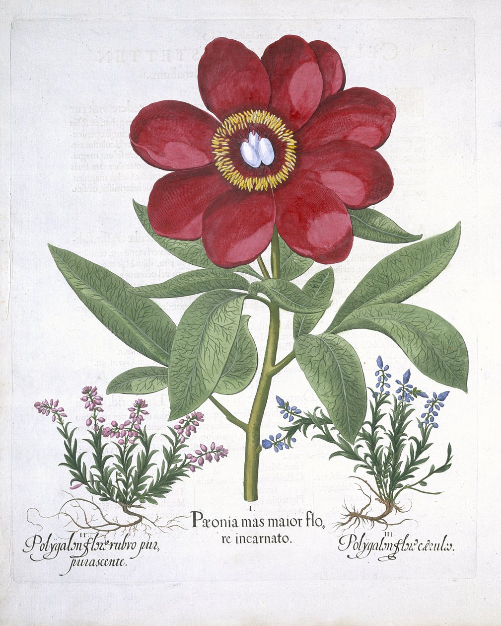 Paeony e dois Polygalons, de Hortus Eystettensis, por Basil Besler (1561-1629) pub. 1613 (gravura colorida à mão) de German School