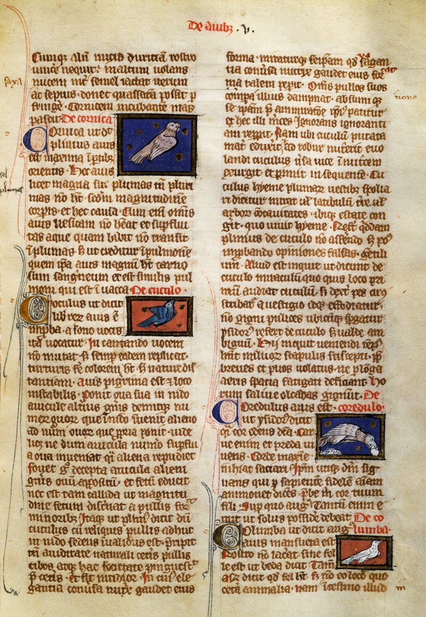 Página do De Natura Rerum sobre aves, de Albertus Magnus (cerca de 1200-1280) de German School