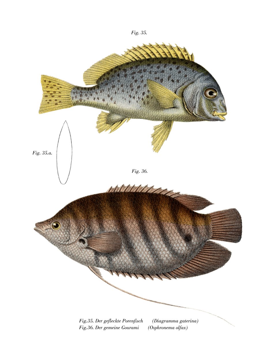 Sweetlips Pintados (cor litho) de German School