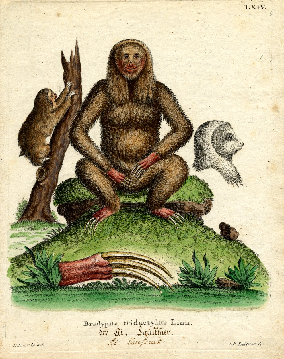 Preguiça de garganta-pálida (gravação colorida) de German School