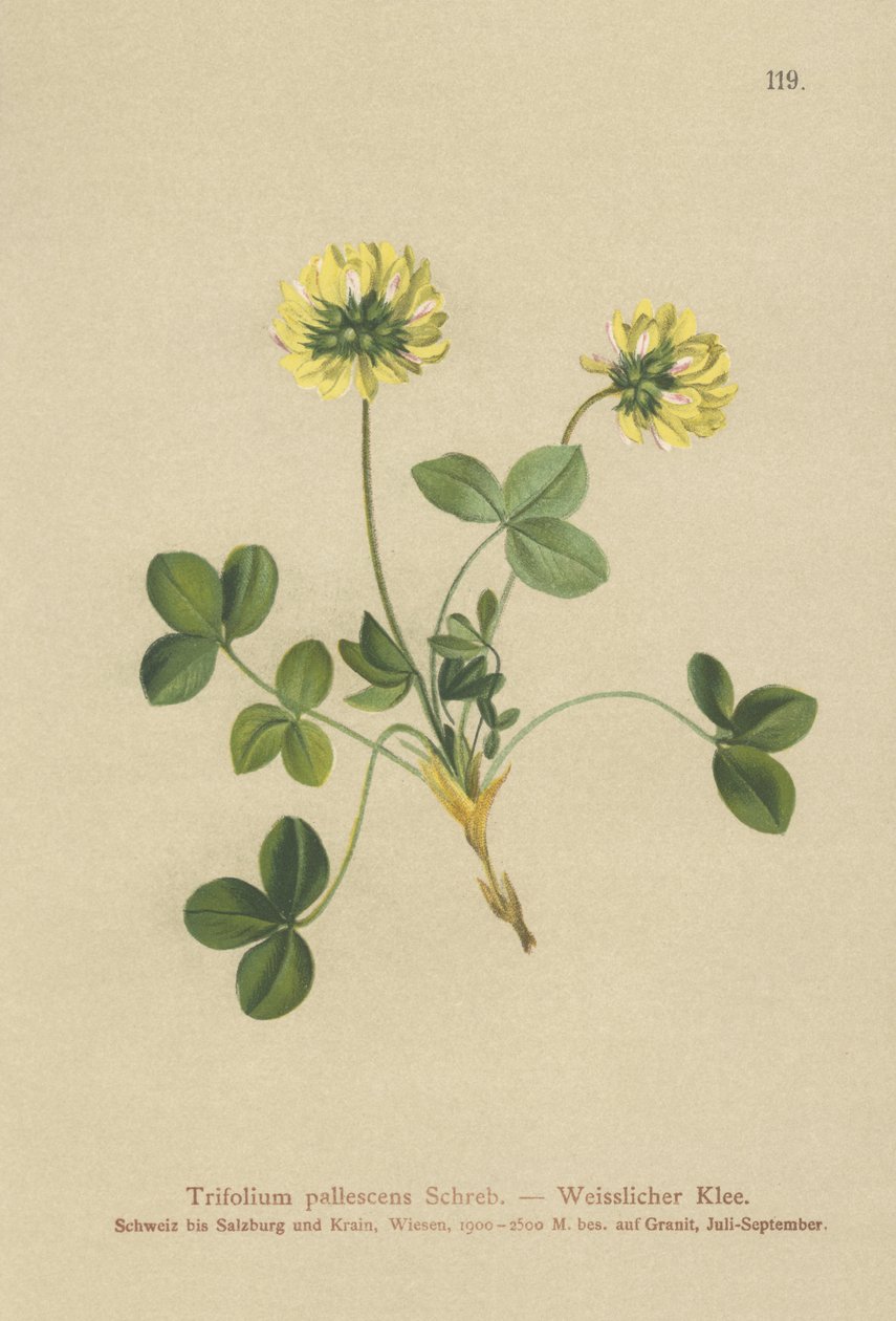 Trevo pálido (Trifolium pallescens) de German School