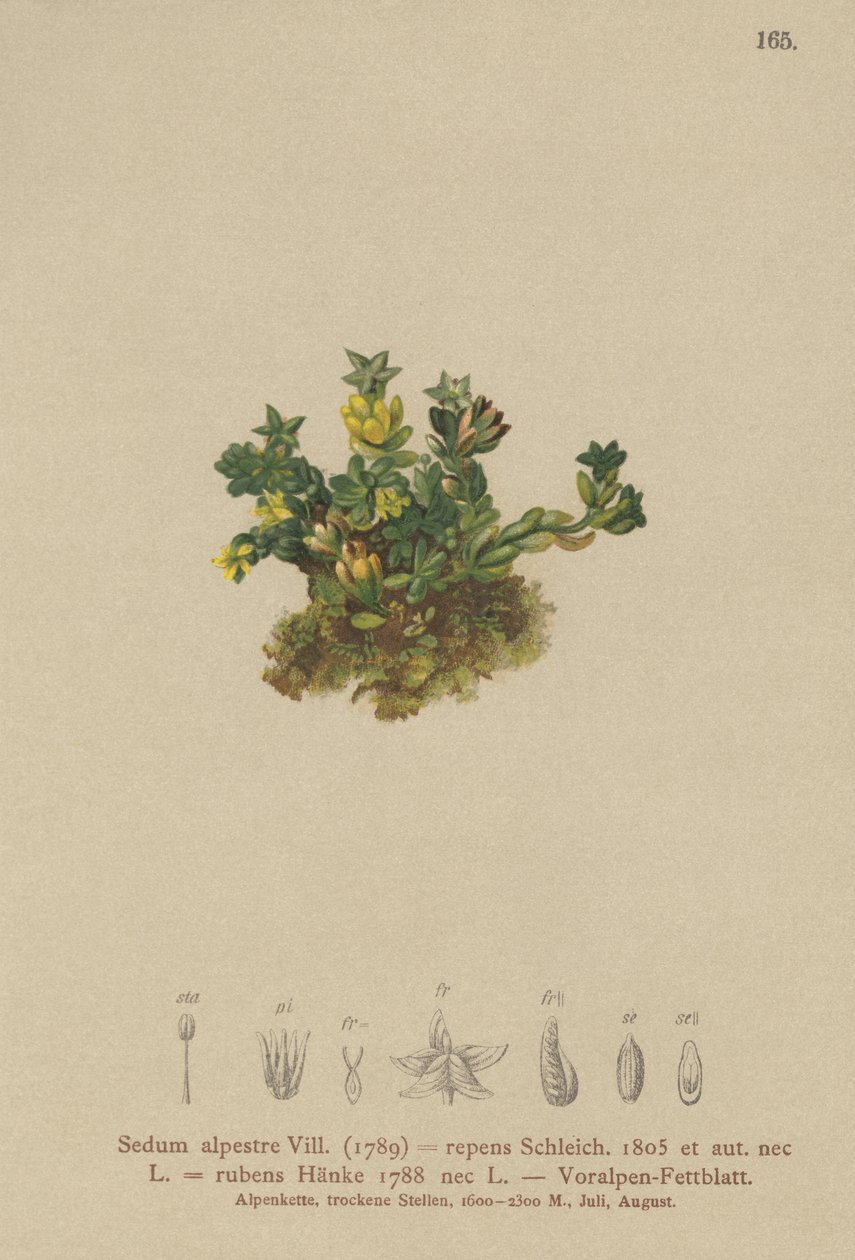 Stonecrop pálido (Sedum alpestre, verde rastejando Vermelho Verde) de German School