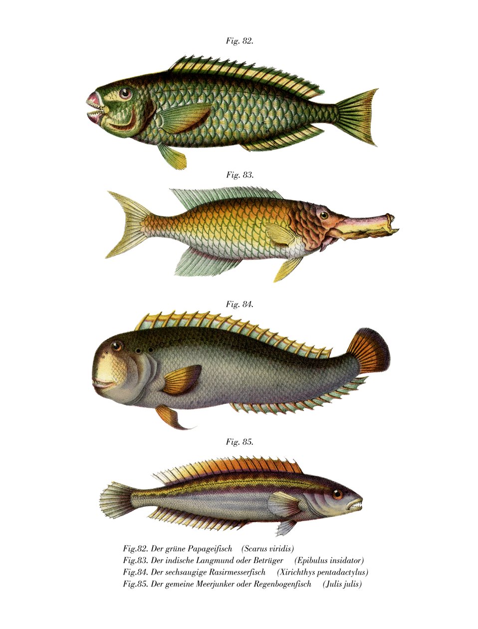 Palecheek Parrotfish (cor litho) de German School