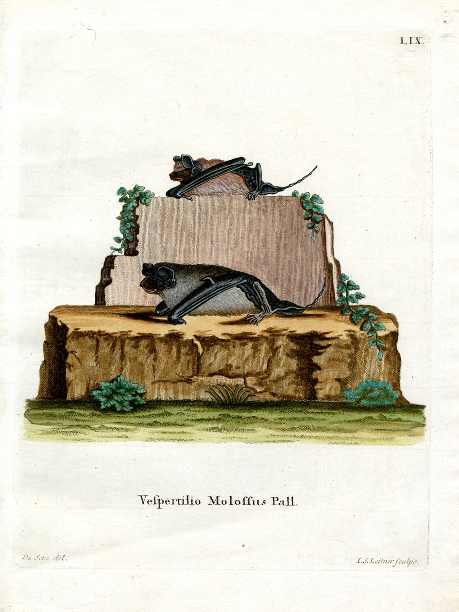 Morcego Mastim Pallas (gravura colorida) de German School