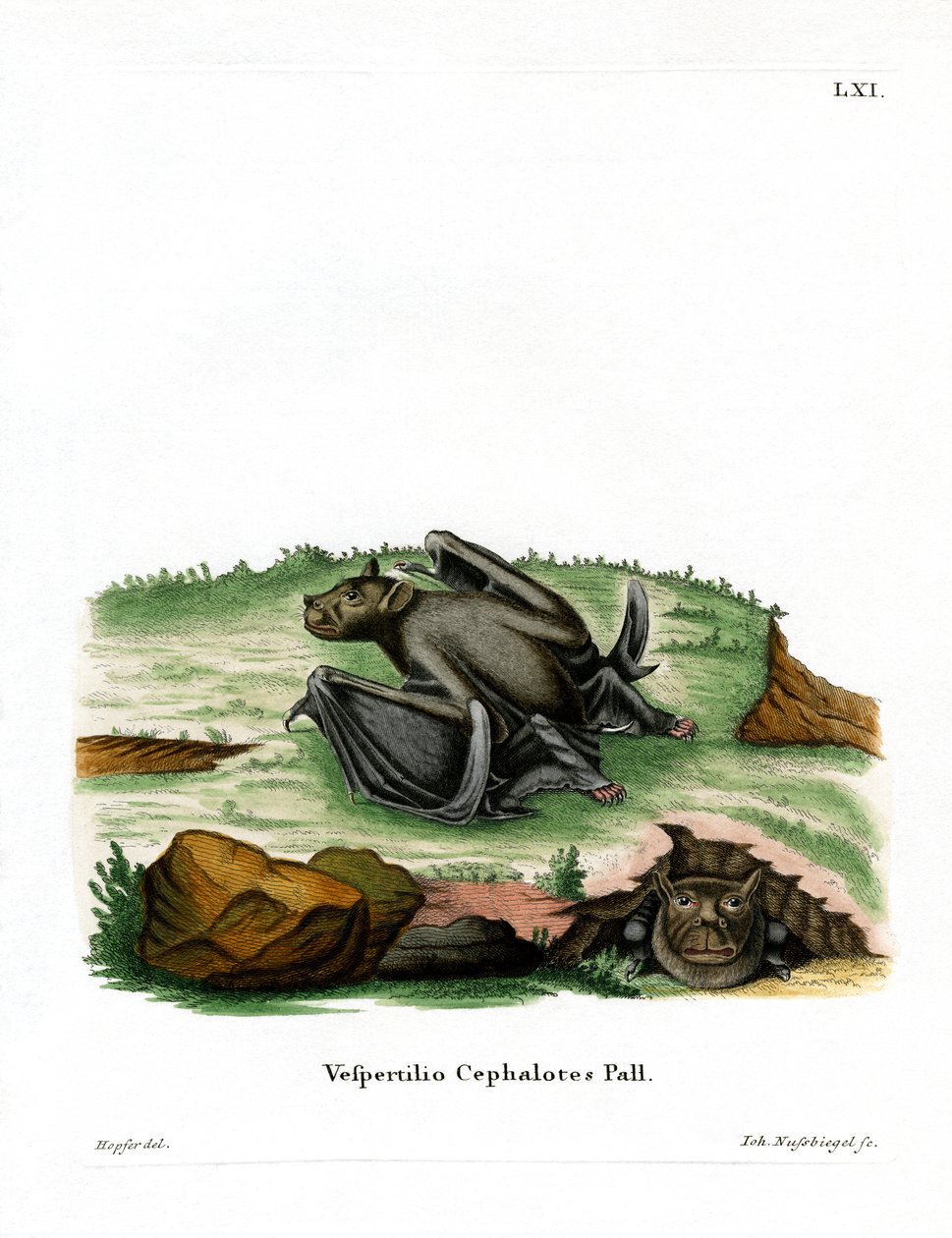 Morcego Tube-nosed Pallas (gravação a cores) de German School
