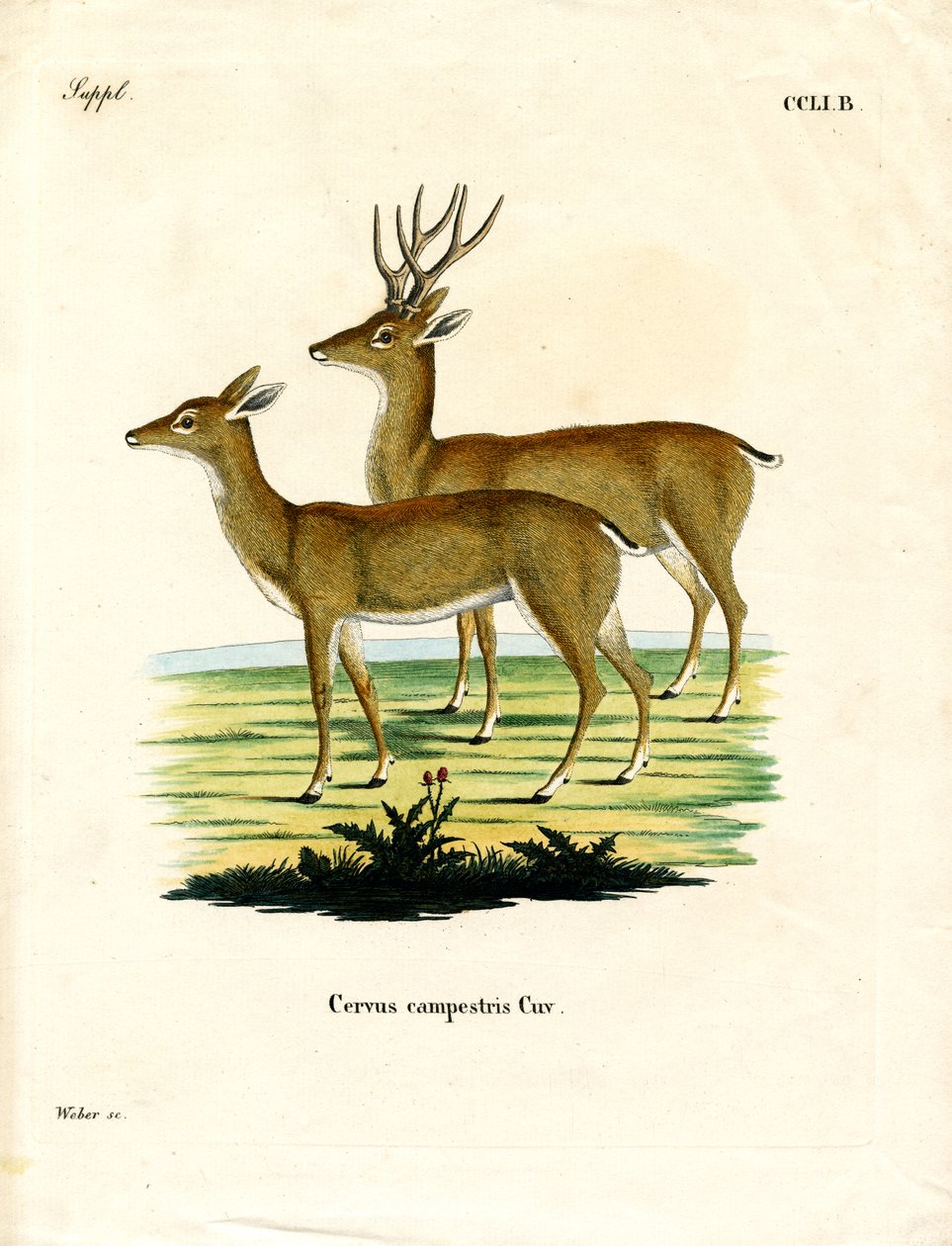 Veado de Pampas (gravação a cores) de German School