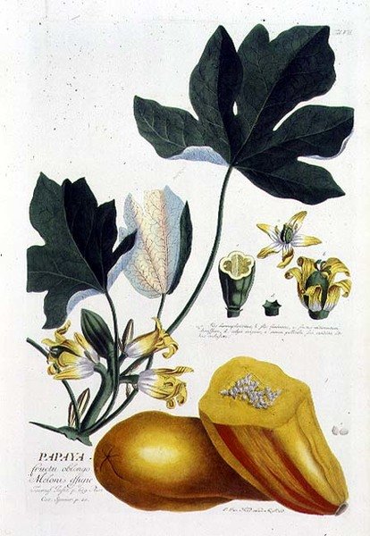 Papaia, gravada por Johann Jakob Haid (1704-67) placa 7 de um livro botânico, pub. por Augustus Vind (gravura colorida) de German School