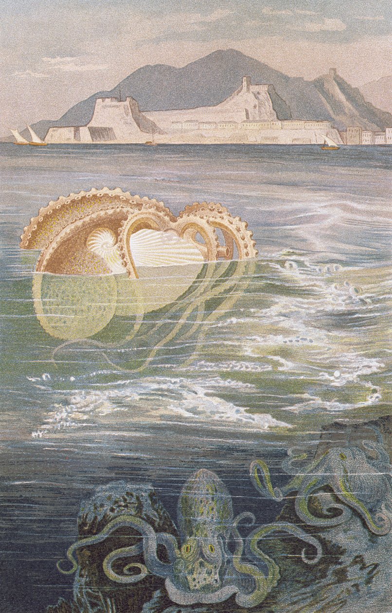 Nautilus de papel, registro de Brehms Tierleben: Allgemeine Kunde des Tierreichs, volume 10, p.273, publicado por Bibliographisches Institut, 1893 de German School