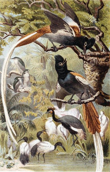 Paradise Flycatchers, prato de "Brehms Tierleben": Allgemeine Kunde des Tierreichs", vol 4, p. 516, publicado pelo Bibliographisches Institut de German School
